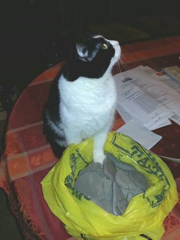 10540784_10152246662015736_4780289997759214657_n